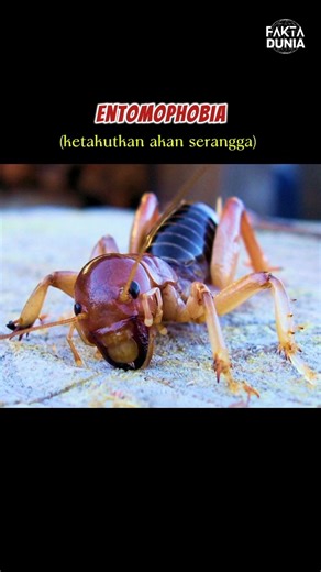 🦋🪲 ENTOMOPHOBIA TEST‼️#shorts #youtubeshorts #viralshorts #fyp #faktadunia