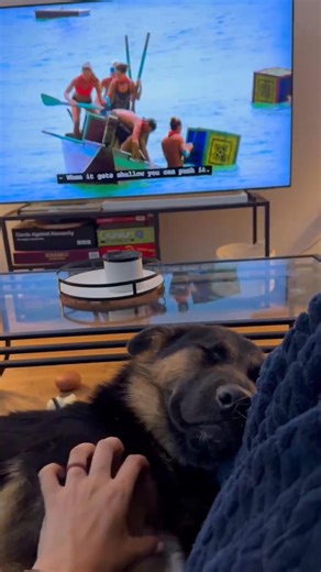 2.5K views · 12 reactions | Athenspets - GA on Reels | Facebook