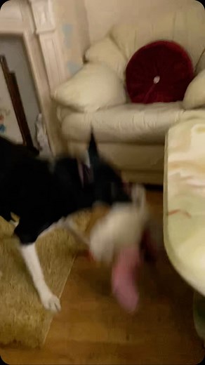 Barney loves Lassie | Stephen Kelleher