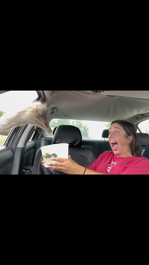 drive-thru safari 10/10