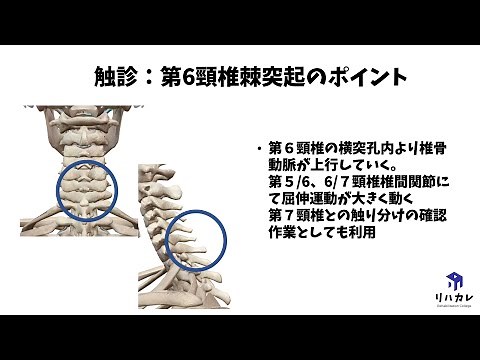 第6頸椎棘突起 触診のコツ［骨の触診］