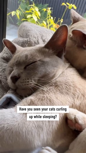 2.1K views | The weather is cooling down, so it's important to understand the signs of a cold cat. Watch the video to learn a great way to help keep them warm! ☀️ | Royal Canin | Facebook