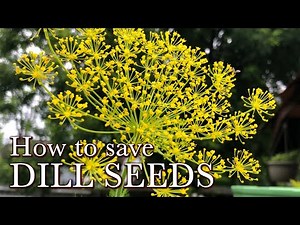 How to Collect Dill Seeds - Easy Seeds to Save for the Beginning Seed Saver