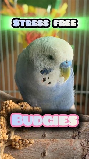 👉 Kya Aapke Budgies Stress Mein Hain? | Are Your Budgies Under Stress 🐦😟 #birds #colony