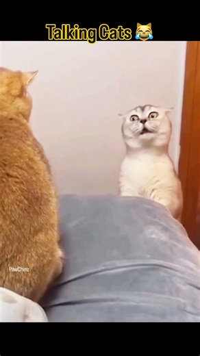 Talking Cat Moments 😹 | Funniest Talking Kitten Video Ever!