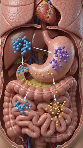 How a Burger Digests Inside Your Body 🍔 | 3D Digestive System Animation #viral #burger #digestion