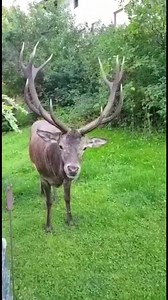 RENCONTRE À NE SURTOUT PAS FAIRE PENDANT LE BRAME DU CERF ! Rencontre faite à Regliberg (Alpes suisses- canton d'Uri) ! Le brame est la période de rut du cerf qui commence autour du 15 septembre et se termine vers le 15 octobre. C'est le moment où l'impressionnant cri du cerf résonne dans les forêts et ce n'est pas le meilleur moment pour s'en approcher de trop près... Merci à Regliberg pour ce moment magique ! | La Place du Village