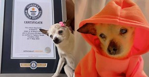 Fox Terrier de 22 anos tira título de Chihuahua de cachorro mais velho do mundo