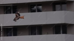 Majestic Bald Eagle flying in slow motion. Close-up bird Eagle flying low past trees and fall colors as it flaps wing. 120 fps slow motion.