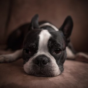 Boston Terrier Rescues In Virginia - Cost & Adoption Process - Boston Terrier Society