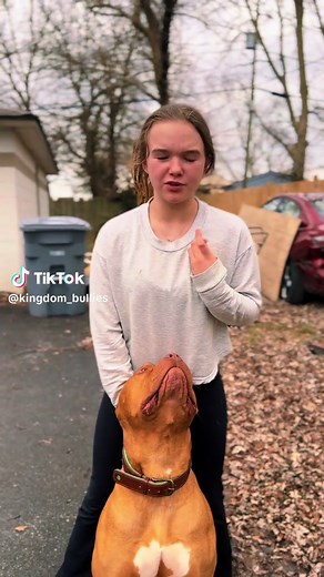 Understanding the American Bully Dog Breed