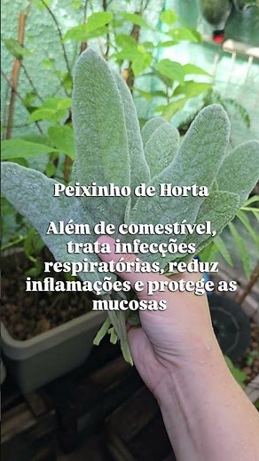 Benefícios da Peixinho de Horta: Planta comestível e medicinal