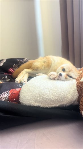 #foxy #fennec #fennecfox #лисафенек #фенек | Fennec fox