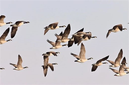 Wisconsin Department of Natural Resources: Early goose season now open