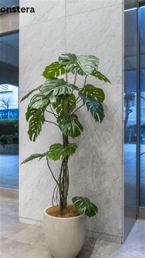 "5 Luxury Plants for Home ✨ | Easy Care