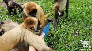 20K views · 914 reactions | Keepers provide the animals with many different types of enrichment. Keeper Sasha recently took a mirror out onto Spider Monkey Island, which sparked the curiosity of the primates. In this video, you can see one of the Spider Monkeys, Isadora, clearly reaching for the “other monkey” behind the mirror. Thanks Keeper Sasha for the video. #tarongatv | Taronga Western Plains Zoo | Facebook