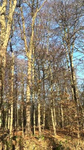 ​☀️ A Golden Morning in the German Woods | Boxing Day 🌲