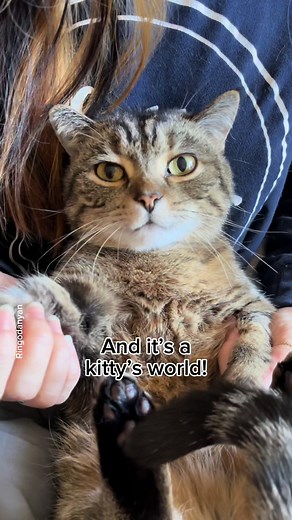 Welcome to the kitty's world💕 🔊Audio:@Merry & Pippin Thank you so much for making this amazing song😻💕 #catsong #catmusic #kitty #cat