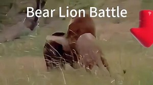 Bear and Lion Battle: A Wild Encounter in Nature