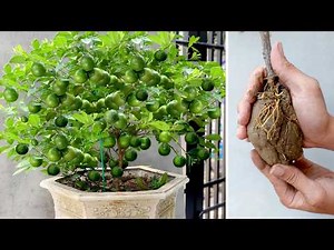 I Applied My Grandma’s Tip – Now Lemons Grow Nonstop with Massive Yields!