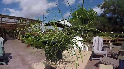 104K views · 787 reactions | POISONOUS PLANT: The pencil cactus is a...