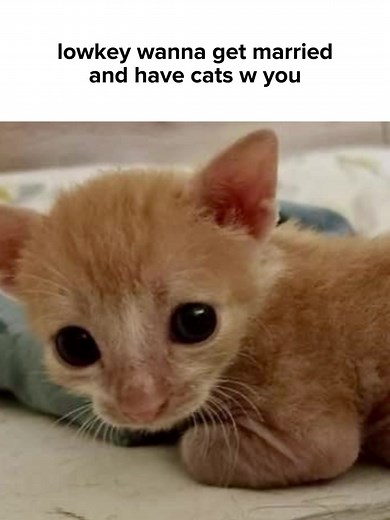 Funny Cat Gagging at Food Meme Compilation