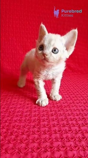 Adopt Mona: Cream Devon Rex Kitten 😻 Hypoallergenic & Sweet! #DevonRex