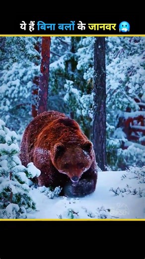 Animals Without Hair 😢 #shorts #facts