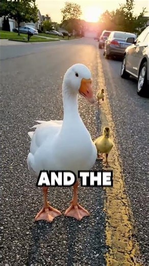 This goose risked getting hit by a car