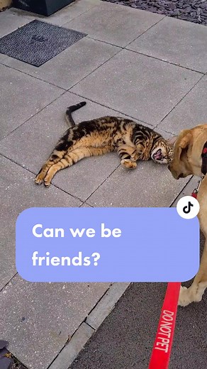 Georgie still unsure how to act around the friendly cat 🐾#likecatanog #scaredycat #mydogisbroken #dogsoftiktok #catsanddogs #funnydog #georgietheyellowlab