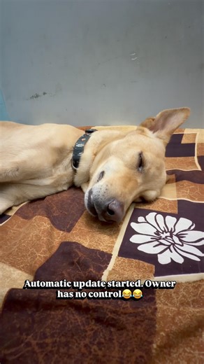 Do not disturb. Software update in progress for tonight’s space mission 🚀💤 #indiedog #spaceengine