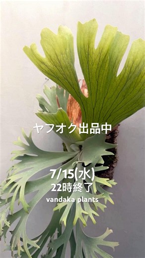 #ビカクシダ #ヤフオク #出品中 #vandakaplants 7/15(水)22時終了