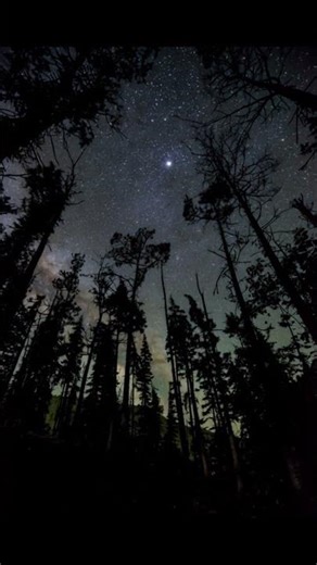 Forest Night Therapy: A Million Stars Time-Lapse