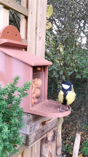 #meisen #birds #garten #nature #photography #birdreel #kohlmeise #birdwatching | Gartenparadies123