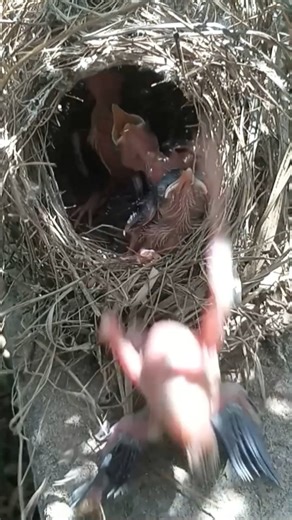 90K views · 749 reactions | Review bird nest, bird life baby bird nest #birdlovers #holidays #wildlife #squirrel #naturelover #babybird #relax #birdsofinstagram #birdnest #birdsounds #littlebird #bird #birdlife #nature #motherbird #viralvideo #reviewbirdnest #babybird #birdphotography #birdwatching #naturephotography #beautifulnature | Natural Life | Facebook