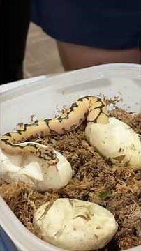 PYTHONS HATCH during a COLLEGE EVENT! #animals #reptiles #snake #python #hatching #nature