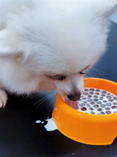 Rumi's Hilarious Dog Cosplay Revealed!