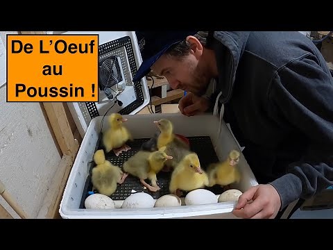 Incubation of Goose Eggs