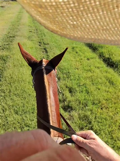 ACE , 6 year old 15 hand gaited john mule out getting miles in today | Max Bishop