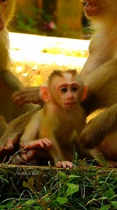 Really poor little baby Leo so cute newborn baby! | Good Or Bad