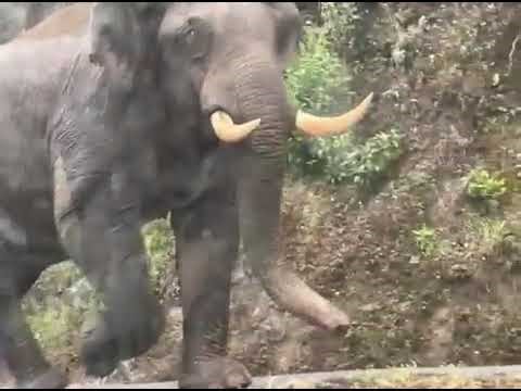 Nallathanni estate today morning komban crossing 2/1/26