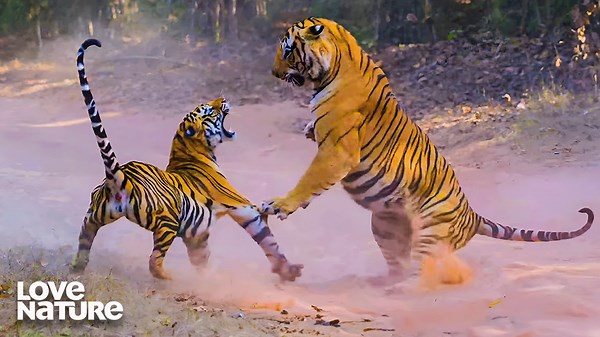 Bengal Tiger Cubs Wrestle in Water | Into The Wild: India 105