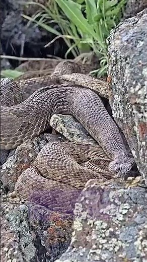 Now Sss-treaming: 2k Rattlesnake On Live Cam
