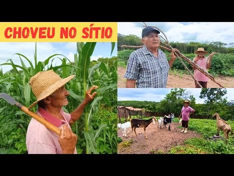 It rained on the farm! Look at our crops, everything is producing! Soon we'll have lots of income...