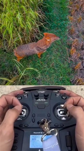 Drone Prank In Village Funny 🤣 || Drone Prank Gone Wrong 🤣 || #shorts #drone #prank #funny