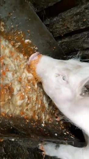 how does pig eat? pig is eating slop