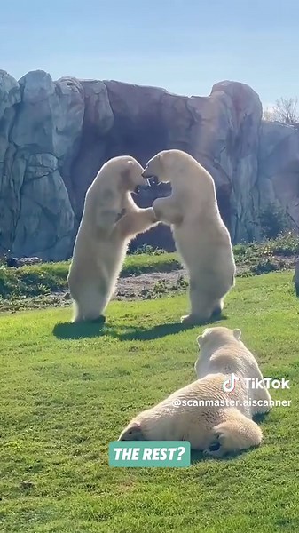 Super Cute: Polar Bear. Mind-Blowing Polar Bear Biology That Will Surprise You.🐻‍❄️ Think you know polar bears? Think again! #facts #naturefacts #wildlife #cuteanimals #polarbear These Arctic giants aren’t just fluffy snow bears — they’re nature’s ultimate predators, equipped with secret survival tricks that will blow your mind. From transparent fur that acts like fiber optics, to black skin that absorbs Arctic sunlight, discover the incredible biology and mysterious behaviors of polar bears. P