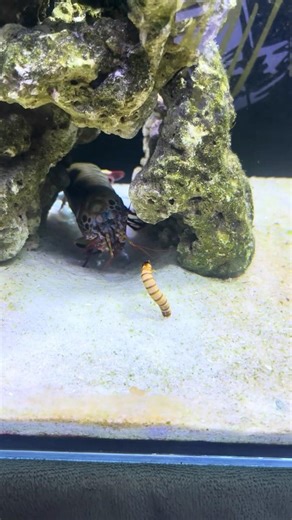 Mantis Shrimp VS Worm