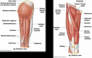 Unit 3: Skeletal System and Unit 4: Muscular System