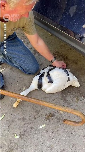 Snake Wrestles Unsuspecting Duck at U.S. Farm | 10 News First